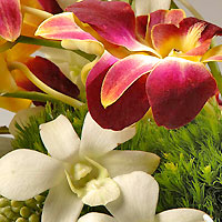 orchid closeup