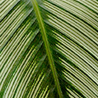 varigated leaf