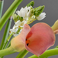 peach calla flower 