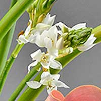 ornitholgalum 