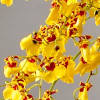 oncidium