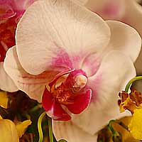 phalaenopsis