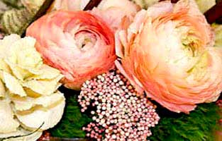 pink ranunculus floral composition