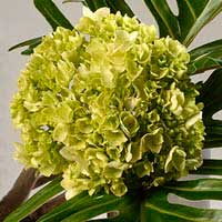 green hydrangea