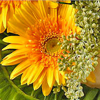 GERBERA CLOSEUP