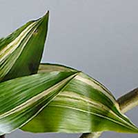 leaf closeup